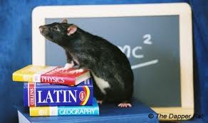 rat-intelligent